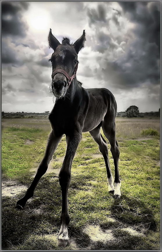 Foal scared from storm  Domestic horse,Equus ferus caballus,HDR
