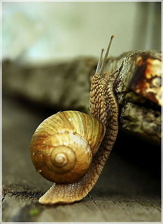 ...and what's over there?  Helix aspersa