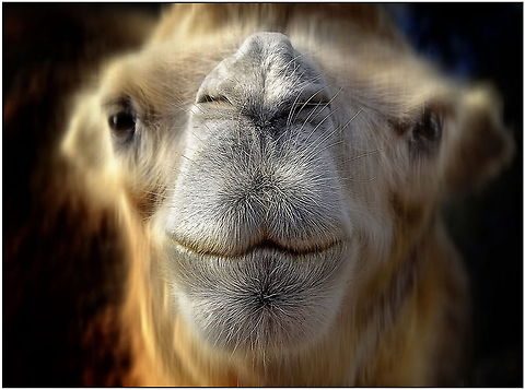 Smile!  Bactrian camel,Camelus bactrianus
