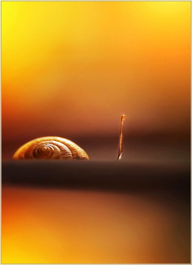 Good morning sunshine  Helix aspersa