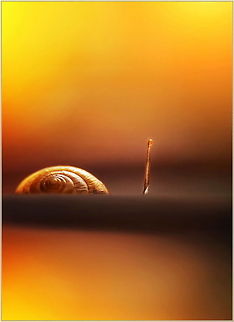 Good morning sunshine  Helix aspersa