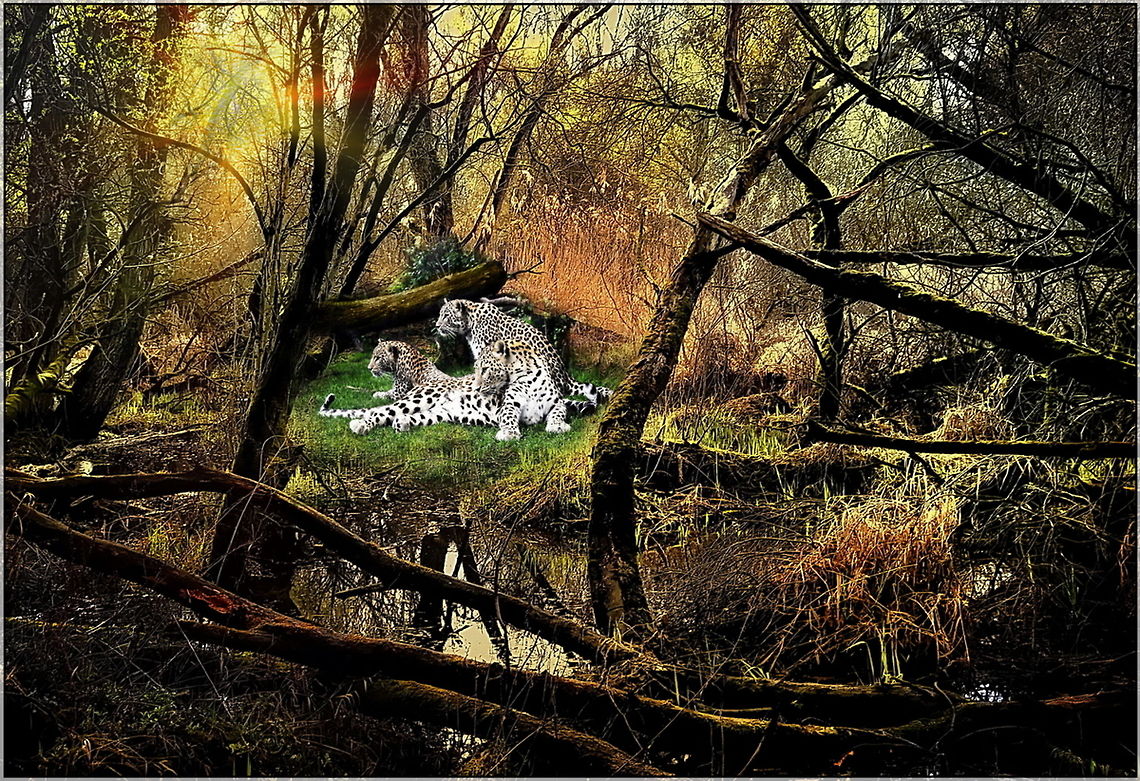 Lords of the swamp  Leopard,Panthera pardus