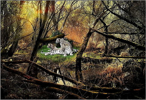 Lords of the swamp  Leopard,Panthera pardus