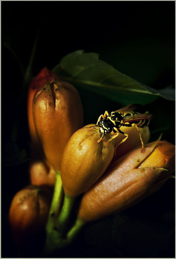 Open up!  European paper wasp,Polistes dominula