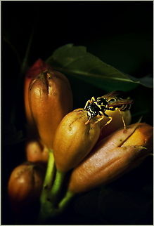 Open up!  European paper wasp,Polistes dominula