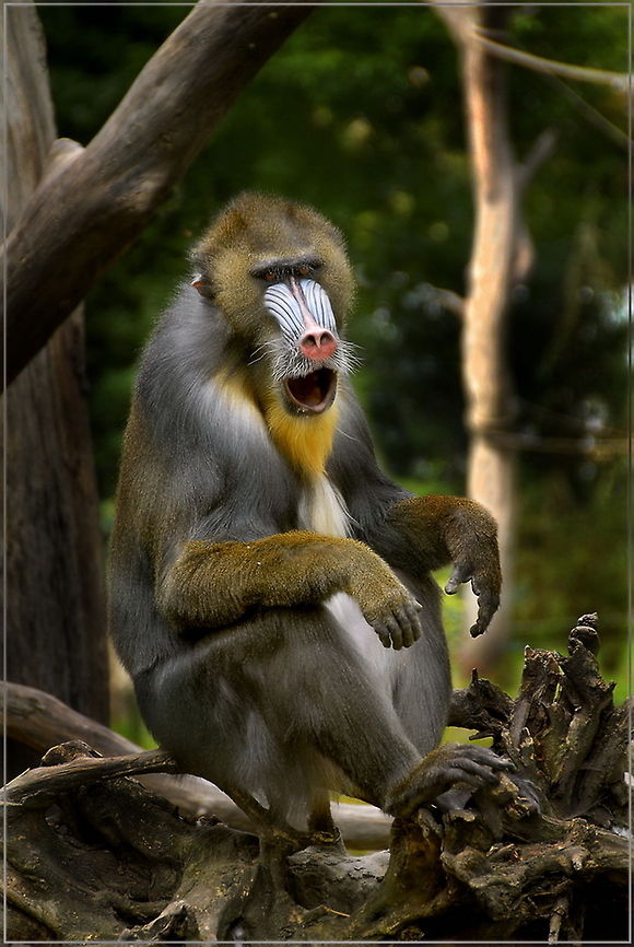 The Boss  Mandrill,Mandrillus sphinx
