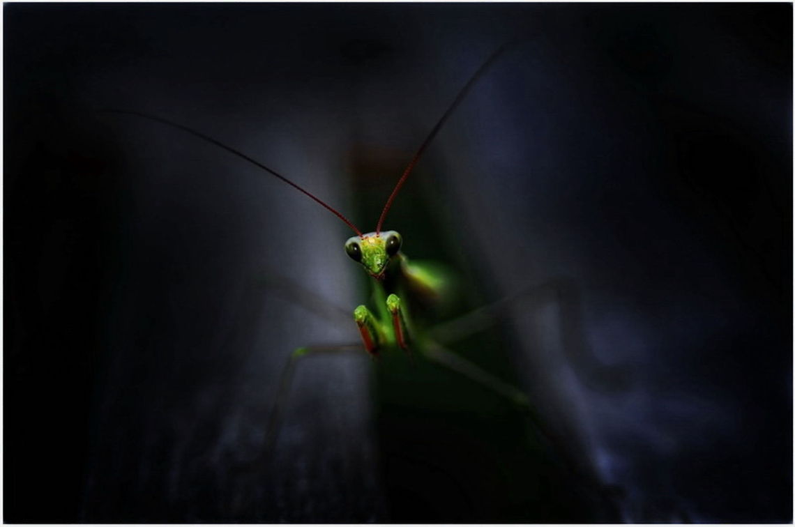 Alien  European Mantis,Mantis religiosa