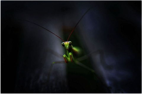 Alien  European Mantis,Mantis religiosa