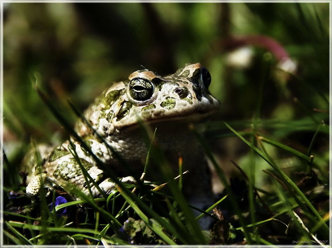 Hello girls!  Bufo viridis,European green toad,Pseudepidalea viridis