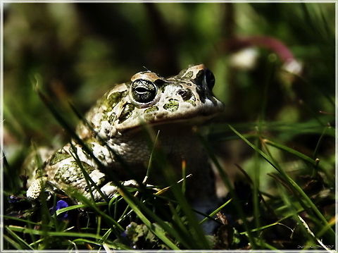 Hello girls!  Bufo viridis,European green toad,Pseudepidalea viridis