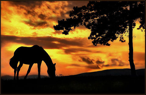 K-Pax  Domestic horse,Equus ferus caballus