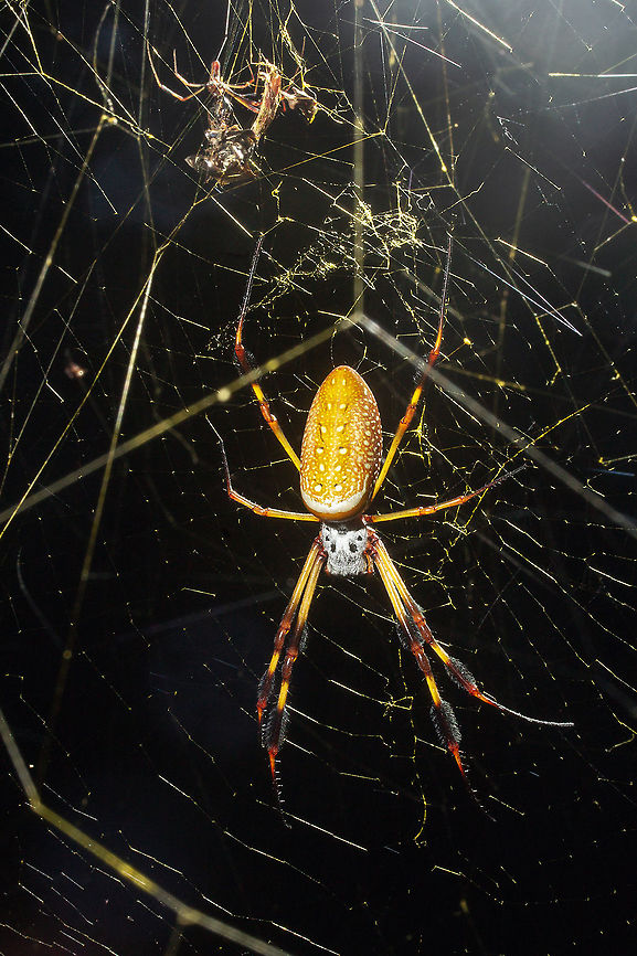 Trichonephila clavipes (Golden Silk Orb-Weaver / Banana Spider) female & male Trichonephila clavipes (Golden Silk Orb-Weaver / Banana Spider) found off a trail in Pawley's Island, SC, with a male in the top right area of the image (I think!) Geotagged,Golden silk orb-weaver,Spider,Summer,Trichonephila clavipes,United States,archnids,banana spider,south carolina