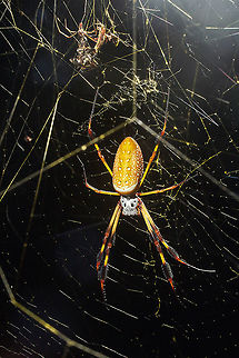 Trichonephila clavipes (Golden Silk Orb-Weaver / Banana Spider) female & male Trichonephila clavipes (Golden Silk Orb-Weaver / Banana Spider) found off a trail in Pawley's Island, SC, with a male in the top right area of the image (I think!) Geotagged,Golden silk orb-weaver,Spider,Summer,Trichonephila clavipes,United States,archnids,banana spider,south carolina