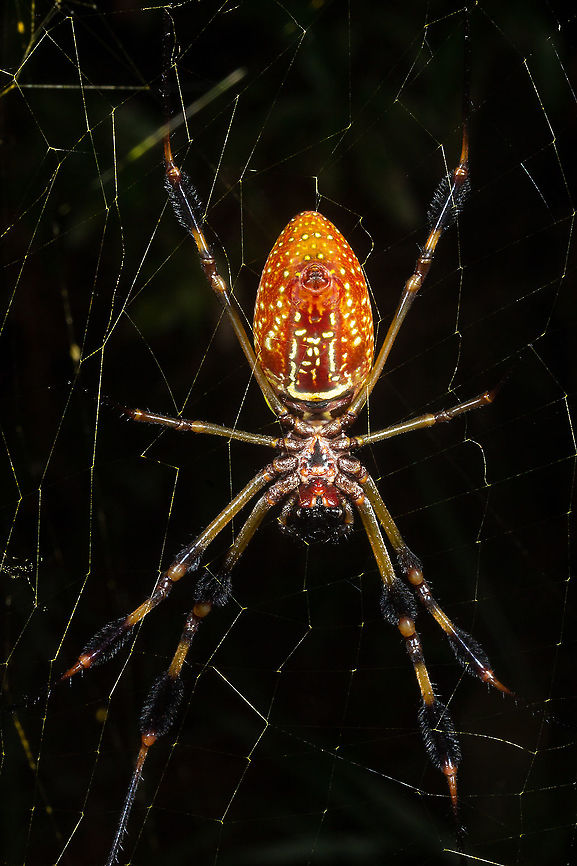 Underside of a Trichonephila clavipes (Golden Silk Orb-Weaver / Banana Spider) Underside of a Trichonephila clavipes (Golden Silk Orb-Weaver / Banana Spider) found off a trail in Pawley&#039;s Island, SC Geotagged,Golden silk orb-weaver,Summer,Trichonephila clavipes,United States,arachnid,banana spider,south carolina,spider