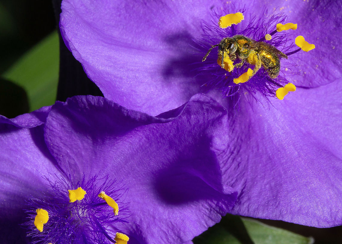 Tradescantia ohiensis (Ohio Spiderwort) with unidentified sweat bee Found next to my house in a wooded area of Cincinnati, OH Geotagged,Ohio spiderwort,Spring,Tradescantia ohiensis,United States,bee,flower,flowers,lexie alley,nature,ohio,photography,pollen,purple