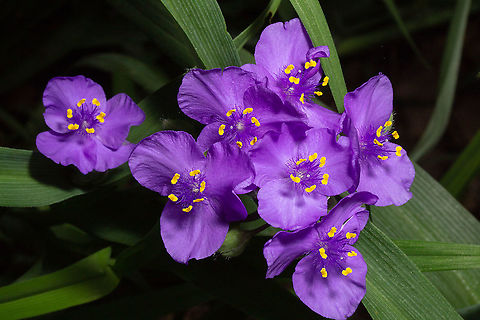 Tradescantia ohiensis (Ohio Spiderwort) Found next to my house in a wooded area of Cincinnati, OH Geotagged,Ohio spiderwort,Spring,Tradescantia ohiensis,United States,cincinnati,flowers,lexie alley,nature,ohio,photography