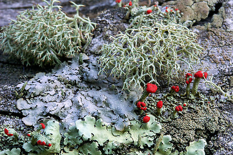 Cladonia cristatella (British Soldier Lichen) among a mixed lichen community Found on an old wooden fence in Tennessee British soldier lichen,Cladonia cristatella,Cladonia rangiferina,Geotagged,Lichen,Spring,Tennessee,United States,fungi,lexie alley,lichens,reindeer moss,wood