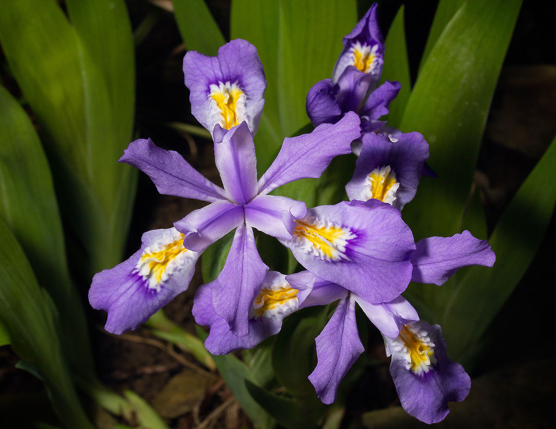Iris cristata (Dwarf Crested Iris, I think!) Found on a rocky bank against a stream in partial shade in Tennessee Dwarf crested iris,Geotagged,Iris cristata,Spring,Tennessee,United States,flower,flowers,iris,lexie alley,photography,purple,stream,water