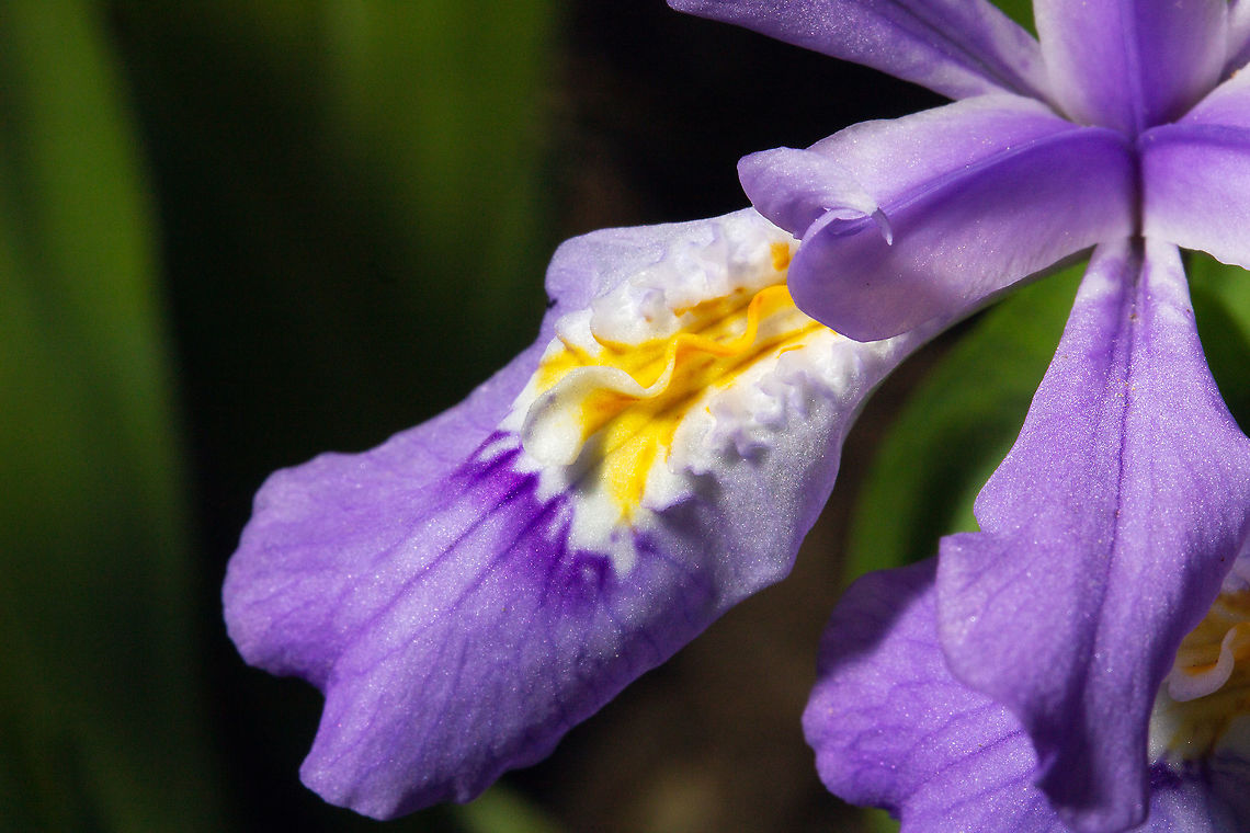 Petal details of an Iris cristata (Dwarf Crested Iris, I think!) Found on a rocky bank against a stream in partial shade in Tennessee Dwarf crested iris,Geotagged,Iris cristata,Spring,United States,blue,flower,flowers,iris,lexie alley,nature,photography,purple,stream,tennessee,water