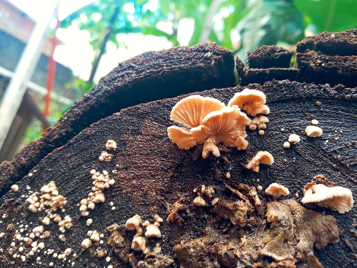 Schizophyllum commune  Brazil,Geotagged,Schizophyllum commune,Split gill,Winter,fungi