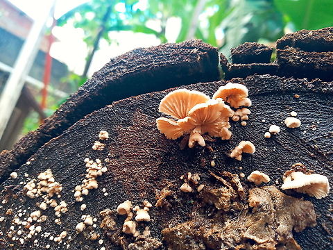 Schizophyllum commune  Brazil,Geotagged,Schizophyllum commune,Split gill,Winter,fungi