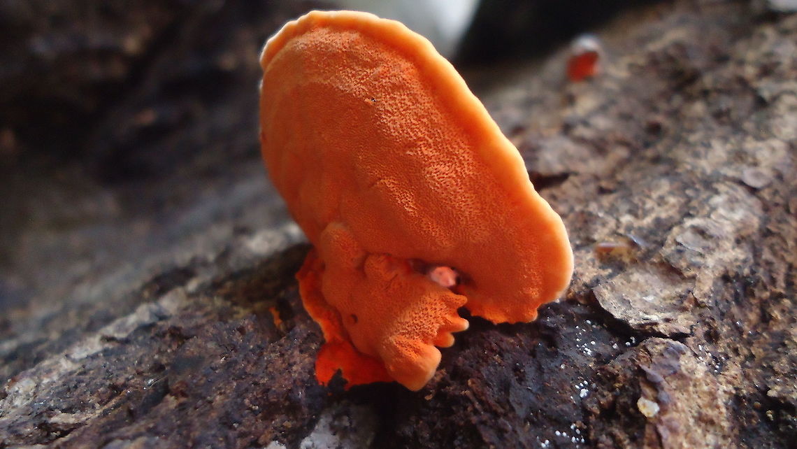 Pycnoporus cinnabarinus  Brazil,Cinnabar Polypore,Geotagged,Pycnoporus cinnabarinus,Winter,noedit,nofilter