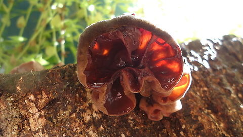 Auricularia auricula judae  Auricularia auricula-judae,Brazil,Geotagged,Jew's ear,Summer,Winter