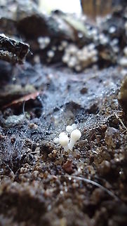Lycoperdon sp.  Brazil,Geotagged,Winter