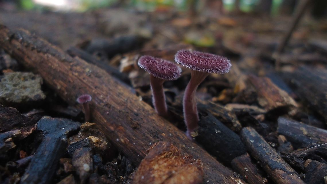 Panus fasciatus  Brazil,Geotagged,Hairy Trumpet Mushroom,Panus fasciatus,Spring