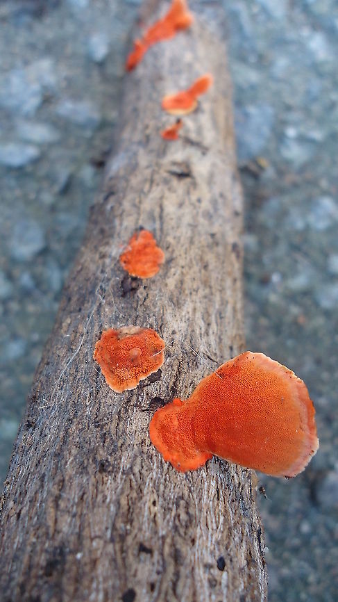Pycnoporus cinnabarinus Look like shells! Brazil,Cinnabar Polypore,Geotagged,Pycnoporus cinnabarinus,Winter