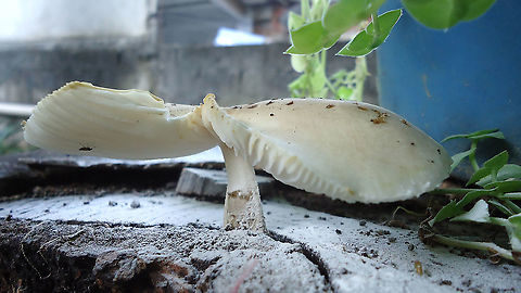 Oudemansiella canarii  Brazil,Fall,Geotagged,Oudemansiella canarii,fungus,oudemansiella canari,spore