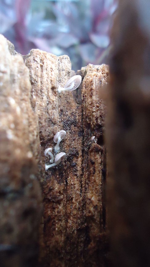 Campanella Caesia  Brazil,Fungus,Geotagged,Winter