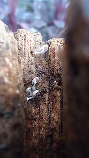 Campanella Caesia  Brazil,Fungus,Geotagged,Winter