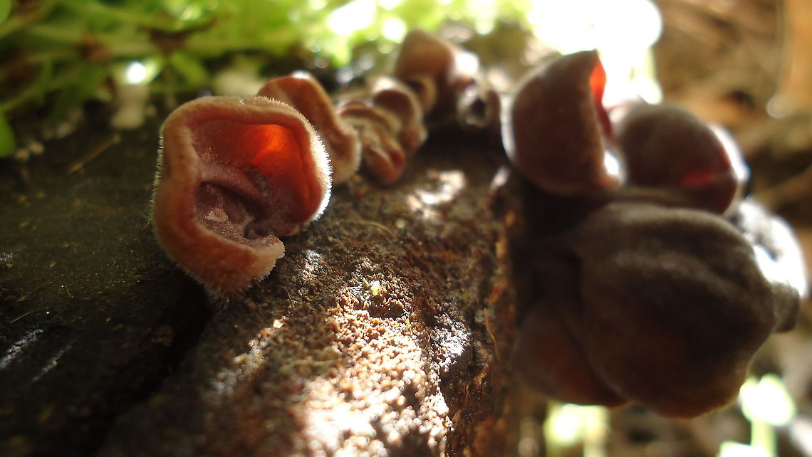 Auricularia auricula judae  Auricularia auricula-judae,Brazil,Geotagged,Jew's ear,Winter