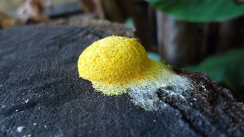 Fuligo septica  Brazil,Dog vomit slime mold,Fuligo septica,Geotagged,Spring,slime mold,yellow slime mold