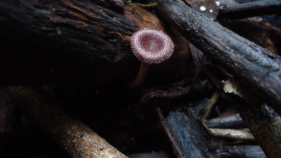 Panus Fasciatus "Hairy Trumpet Mushroom"  Brazil,Geotagged,Hairy Trumpet Mushroom,Panus fasciatus,Summer