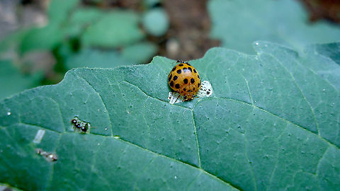 Henosepilachna vigintioctomaculata "Hadda beetle" or "Joaninha da Batata"  Brazil,Geotagged,Henosepilachna vigintioctomaculata,Summer
