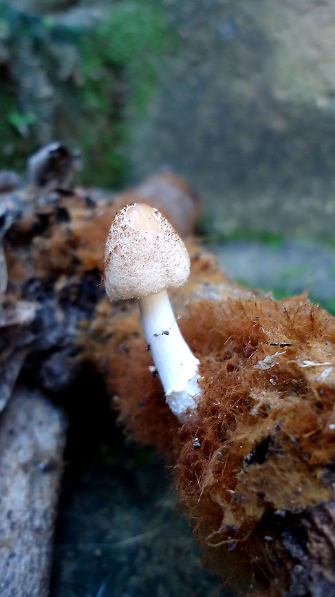 Amanita (...)?  Brazil,Fungi,Geotagged,Summer,Winter