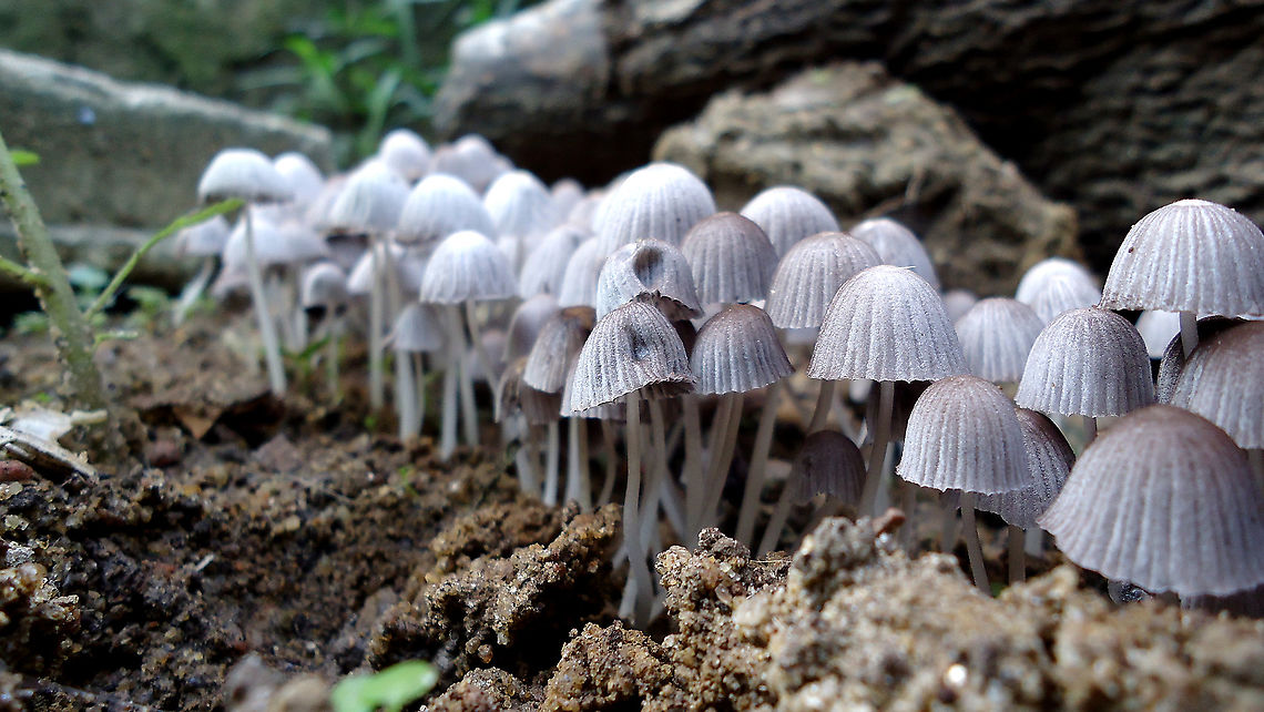 Coprinus Disseminatus  Brazil,Coprinellus disseminatus,Geotagged,Summer