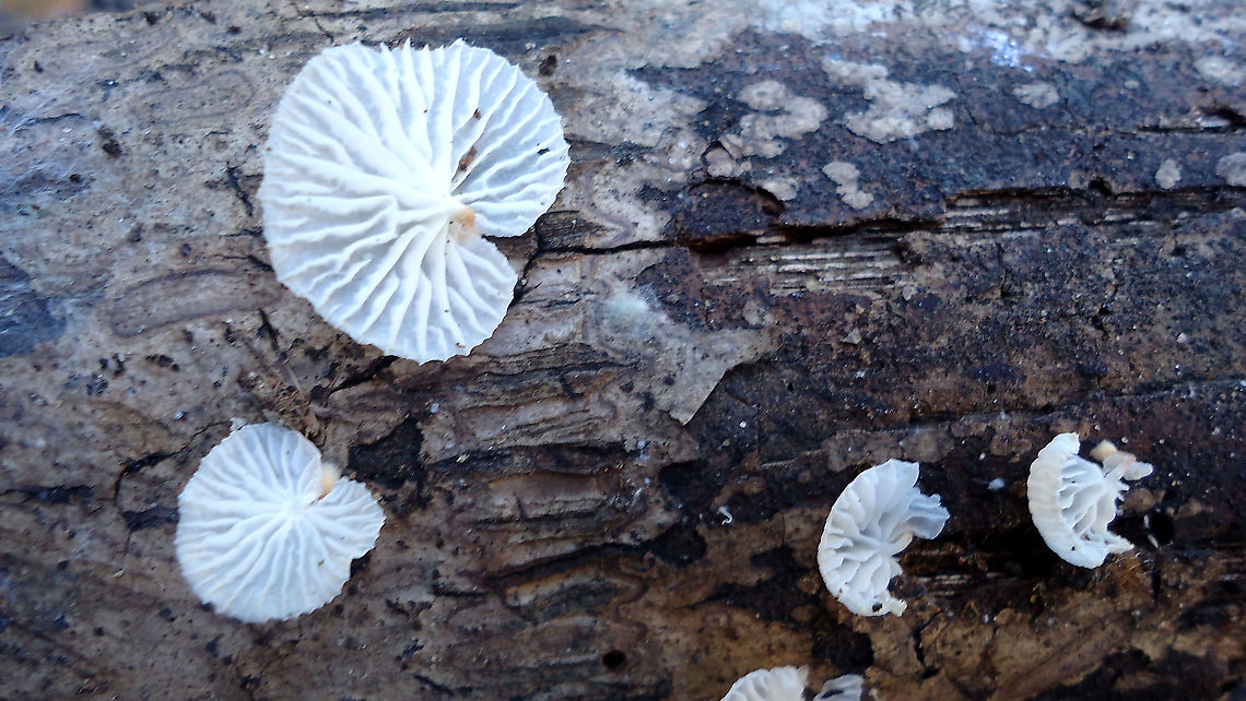 Campanella caesia  Brazil,Fungus,Geotagged,Winter,campanellacaesia