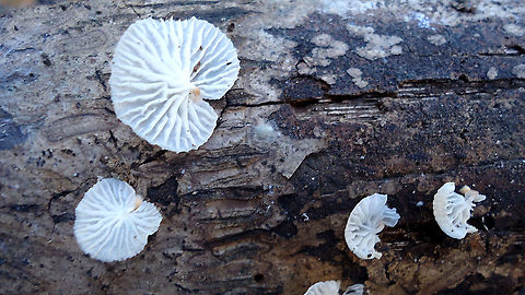 Campanella caesia  Brazil,Fungus,Geotagged,Winter,campanellacaesia