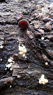 Auricularia Auricula & Coprinus Disseminatus  Auricularia auricula-judae,Brazil,Geotagged,Winter,Wood ear