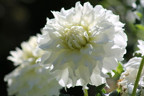 IMG_6872 Taken at Long Wood Gardens Dahlia x hortensis Guillaumin