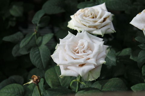 IMG_7002 Taken at Long Wood Gardens