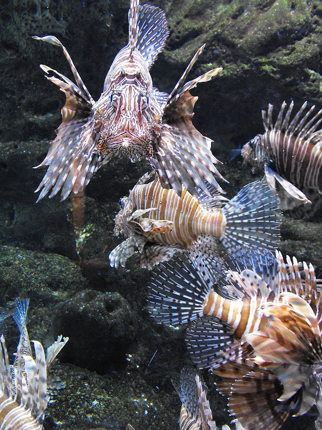 Red Lionfish By far one of my favorite picture&#039;s I took Pterois volitans,Red lionfish