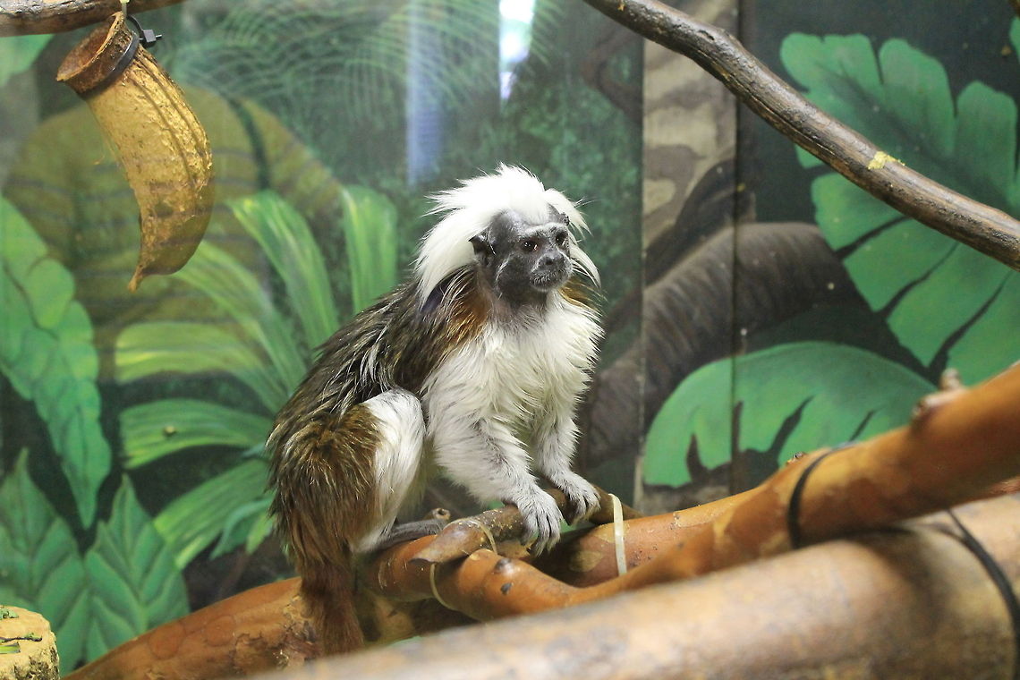 I Call him Little Einstein  Cotton-Top Tamarin,Saguinus oedipus
