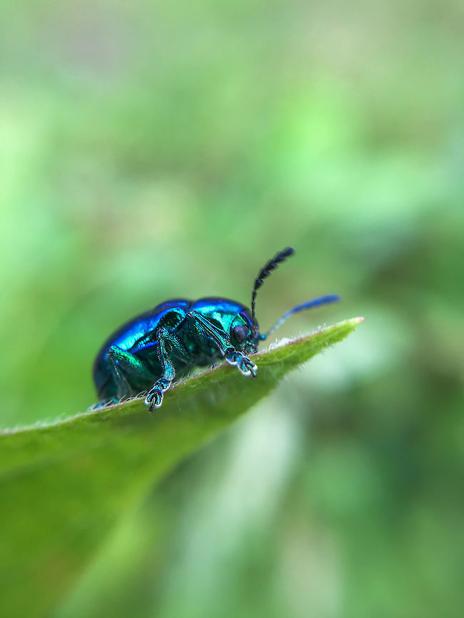 Blue milkweed beetle Chrysochus cobaltinus, the cobalt milkweed beetle or blue milkweed beetle, is a member of the diverse family leaf beetles. It occurs in the Western United States and British Columbia Chrysochus cobaltinus,beetle