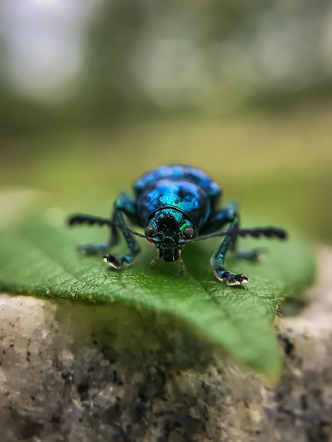 Blue milkweed beetle Chrysochus cobaltinus, the cobalt milkweed beetle or blue milkweed beetle, is a member of the diverse family leaf beetles. It occurs in the Western United States and British Columbia Beetle,Chrysochus cobaltinus