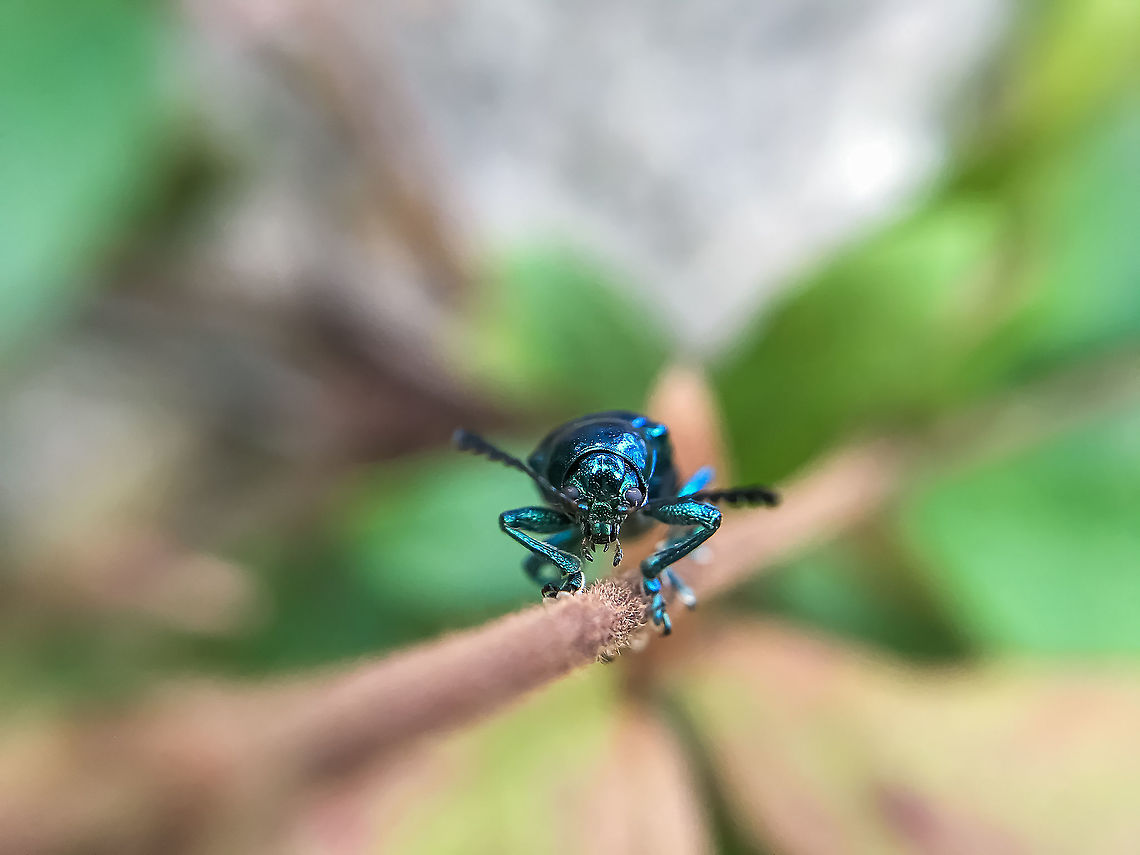 Blue milkweed beetle Chrysochus cobaltinus, the cobalt milkweed beetle or blue milkweed beetle, is a member of the diverse family leaf beetles. It occurs in the Western United States and British Columbia Chrysochus cobaltinus