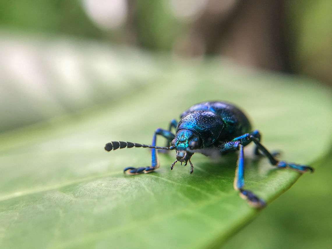 Blue milkweed beetle Chrysochus cobaltinus, the cobalt milkweed beetle or blue milkweed beetle, is a member of the diverse family leaf beetles. It occurs in the Western United States and British Columbia Chrysochus cobaltinus,Chrysochus_cobaltinus
